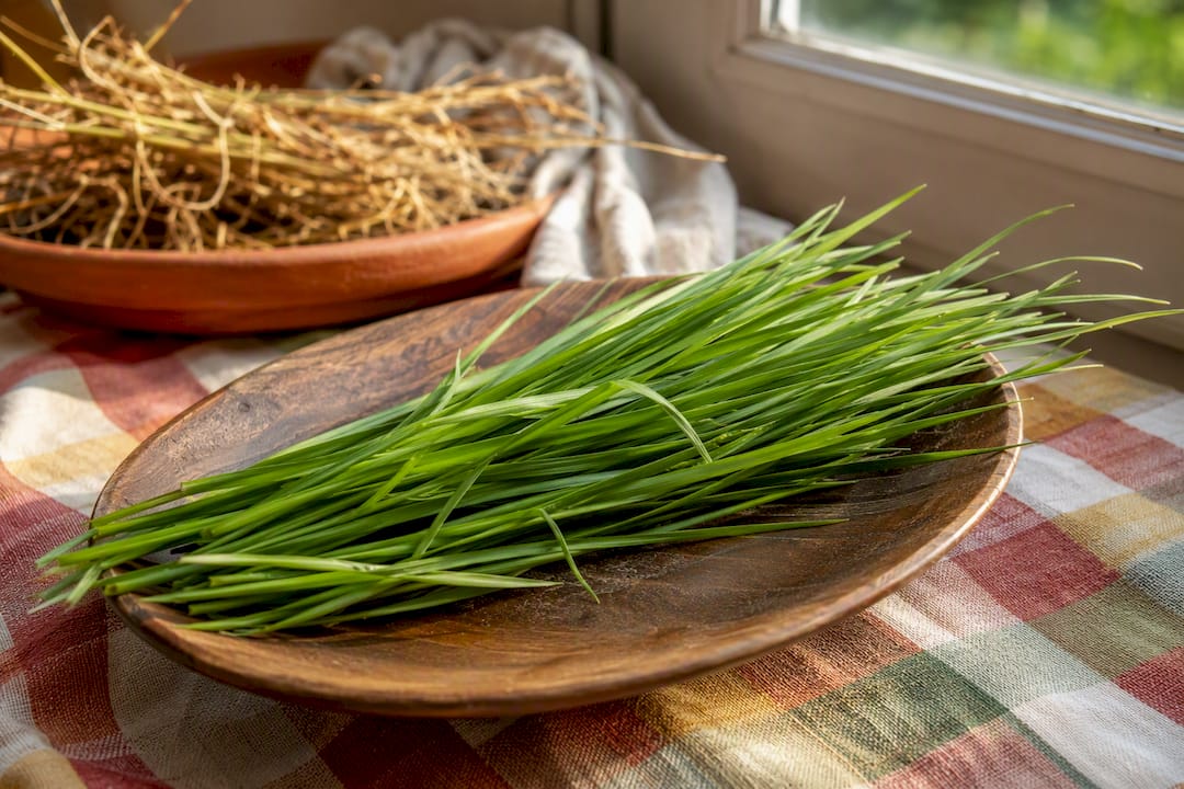 Fresh fever grass leaves on plate