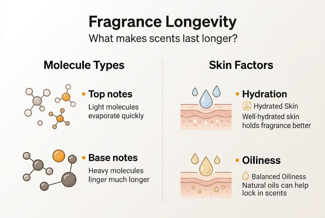 Infographic on fragrance longevity and key factors