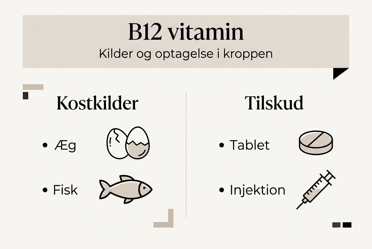 Oversigt: Gode kilder til B12 og hvordan kroppen optager vitaminet