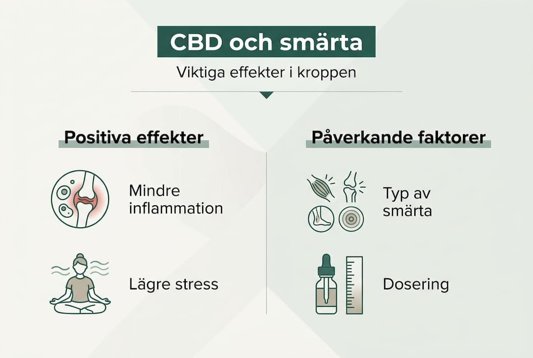 En överskådlig grafik som förklarar hur CBD påverkar kroppen och vilka faktorer som spelar in