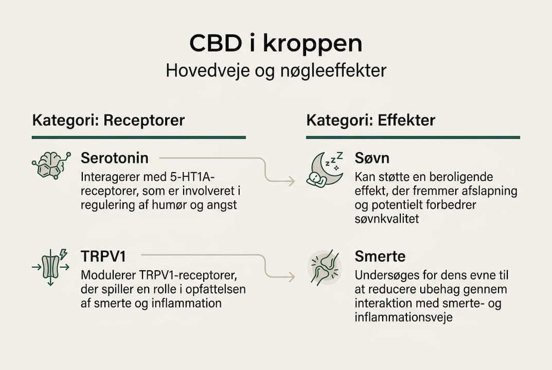 Grafisk oversigt over CBD’s vigtigste funktioner i kroppen