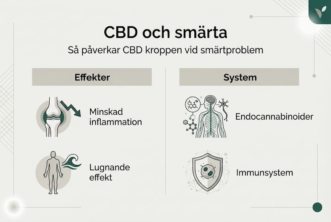 Infografik: Så påverkar CBD kroppens olika system