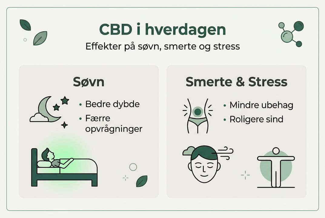 Infografik: Sådan påvirker CBD din søvn, smerter og stress