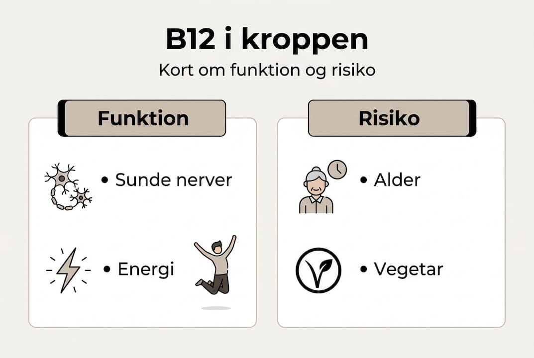 Grafisk oversigt: Sådan virker B12-vitamin – og hvem er i risikozonen?