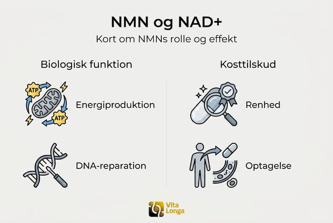Visuel guide: Sådan virker NMN og NAD+ i kroppen