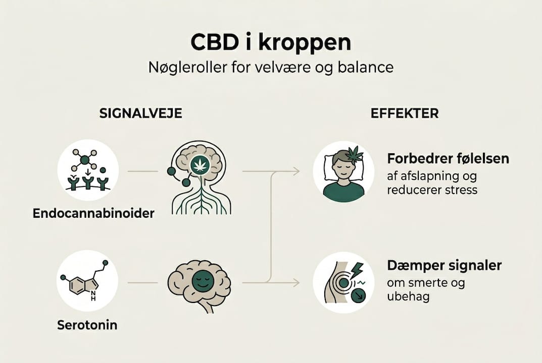 Infografik: Sådan påvirker CBD kroppens signalveje og deres funktioner