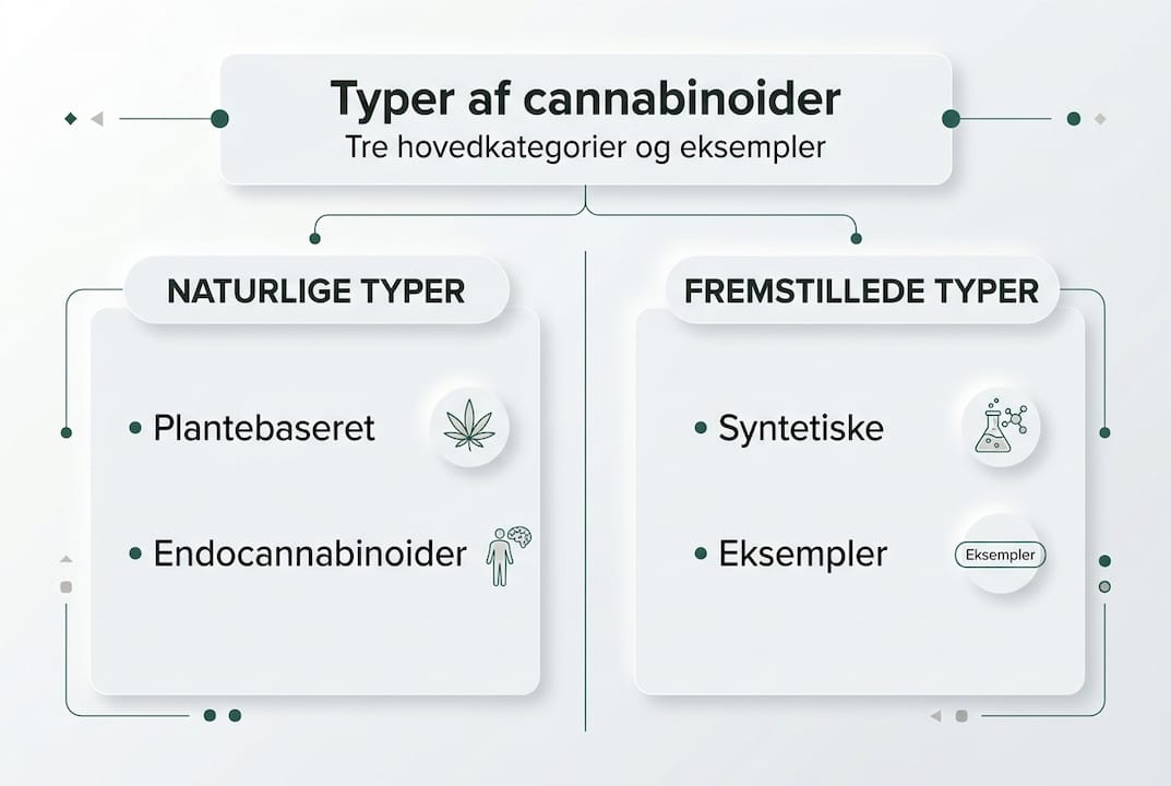 Her får du et overblik over de tre hovedtyper af cannabinoider i en letforståelig infografik.