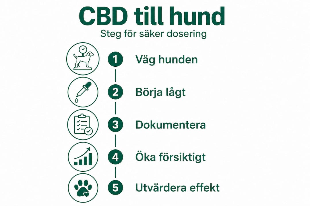 Guide: Så doserar du CBD till din hund – steg för steg i infografik