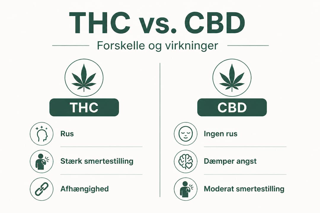 Oversigt: THC vs. CBD – hvad er forskellen?