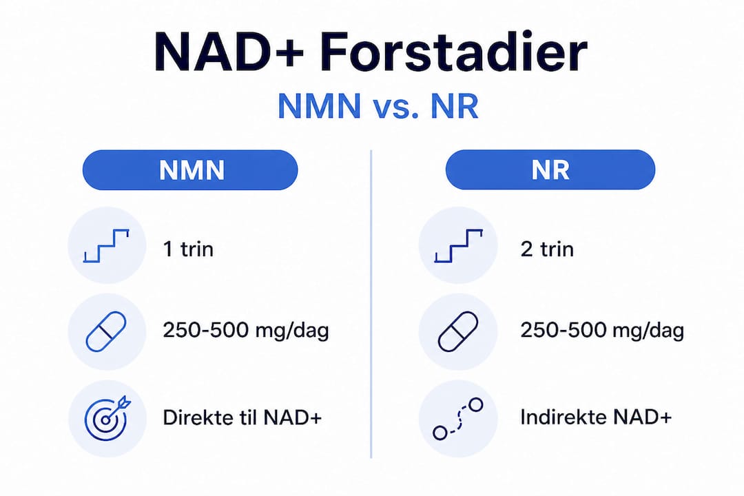 Sammenligning af NMN og NR kosttilskud – se forskellene i vores infografik