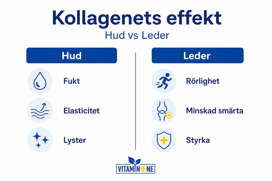 Illustration: Så påverkar kollagen huden och lederna