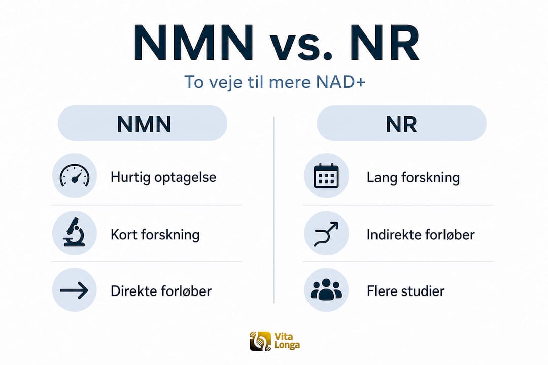 Sammenlignende infografik: NMN kontra NR – hvad er forskellene?