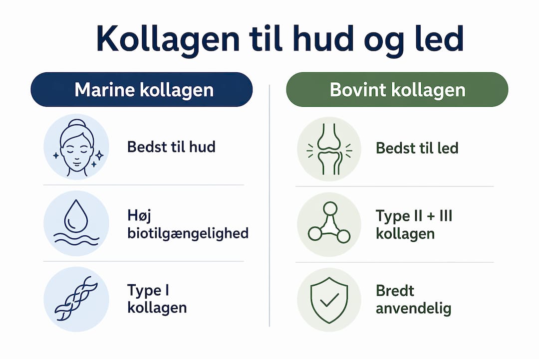 Infografik: Forskelle og ligheder mellem marint og bovint kollagen