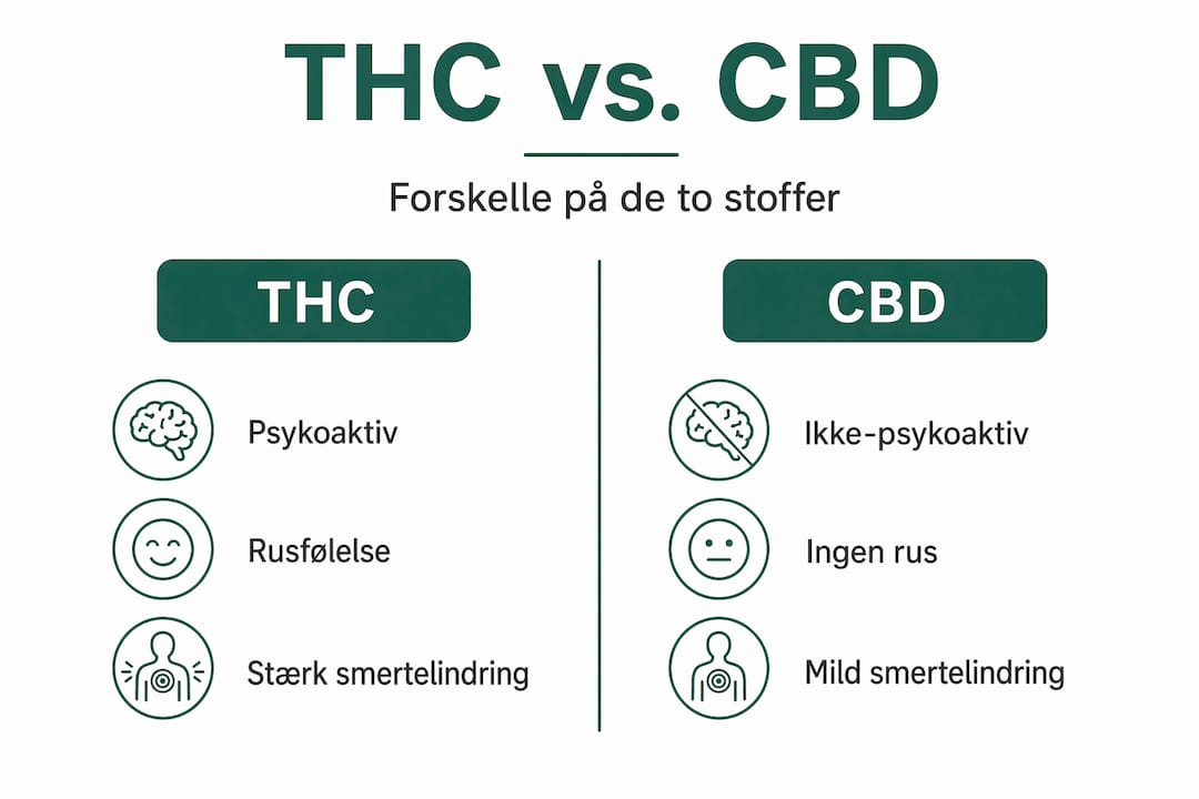 Infografik giver et overblik over forskellene på THC og CBD