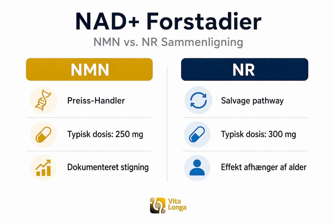 Se vores infografik, hvor vi sætter NMN og NR op mod hinanden og ser nærmere på deres egenskaber.