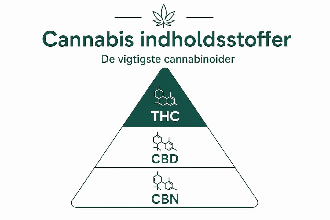 Oversigt over de vigtigste aktive stoffer i cannabis: THC, CBD og CBN