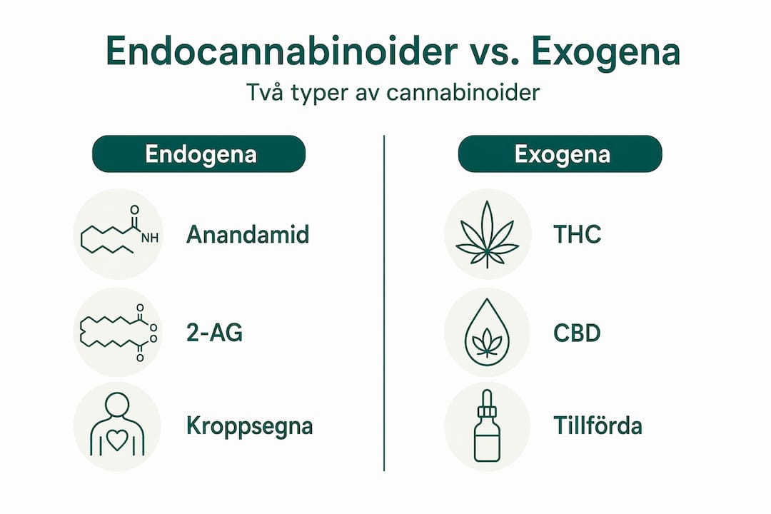 Grafisk översikt med två spalter som visar olika typer av cannabinoider