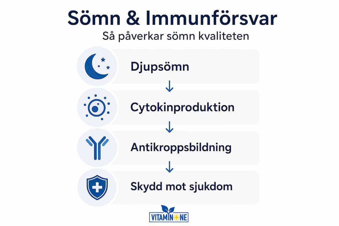 Så påverkar din sömn kroppens immunförsvar – en överskådlig infografik