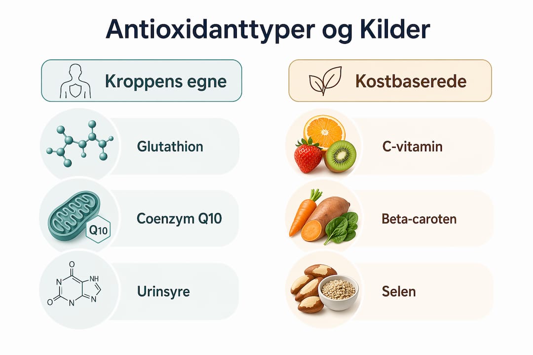 Oversigt: Forskellige typer antioxidanter og hvor du finder dem