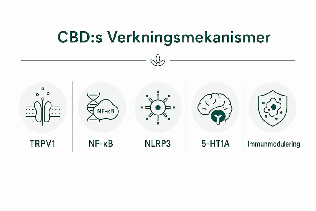 Så påverkar CBD kroppens inflammationsprocesser – en översikt i infografik