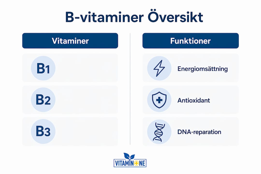 Grafisk översikt som förklarar hur B-vitaminer påverkar kroppen
