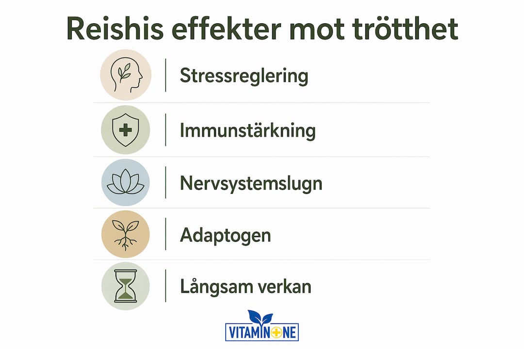 Illustration som visar hur reishi påverkar trötthet i olika steg