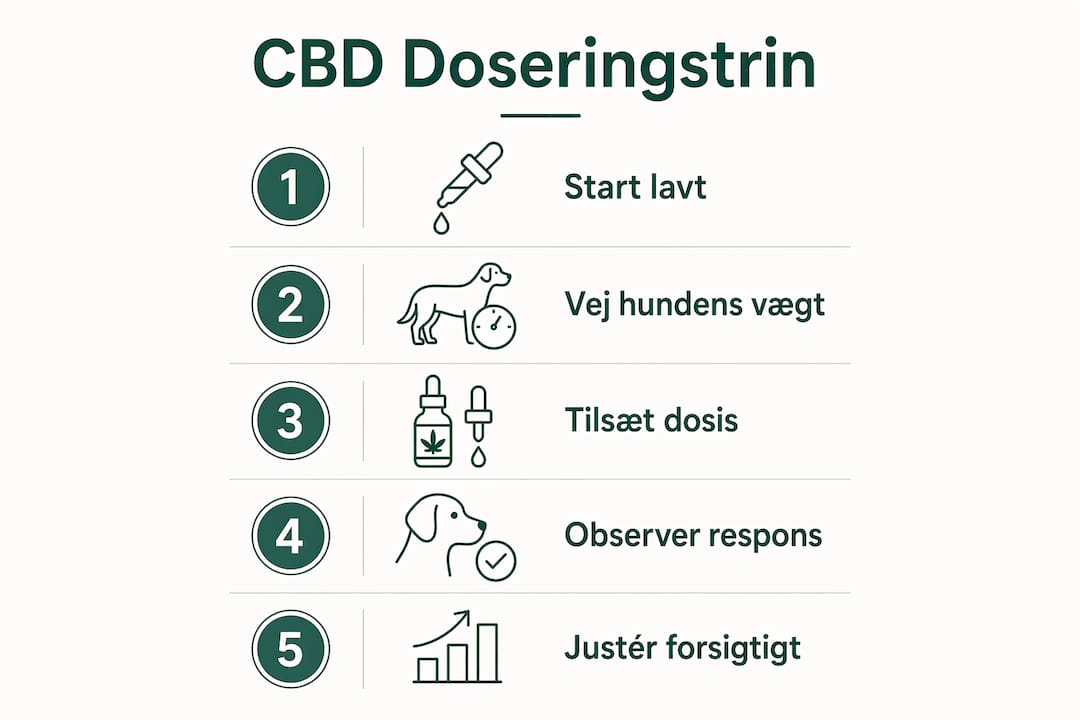 Guide: 5 trin til at finde den rette CBD-dosering til din hund – nemt og sikkert