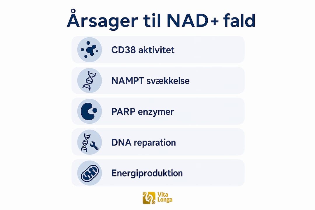 Oversigtsgrafik, der illustrerer de biologiske processer bag faldet i NAD+-niveauet