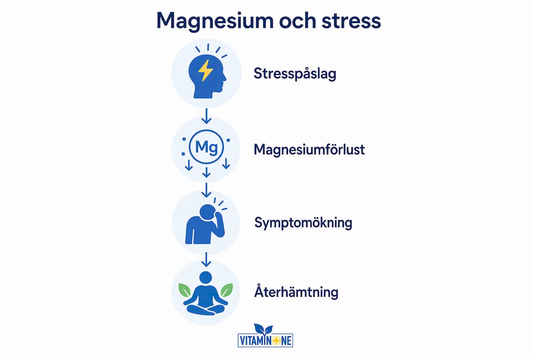 Illustration som visar hur kroppen tappar magnesium i olika steg och hur stress påverkar den här processen.