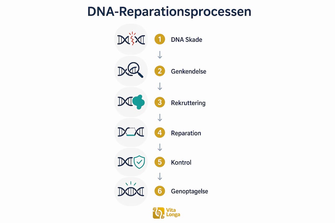 Oversigt med infografik, der illustrerer de forskellige faser i DNA-reparation.