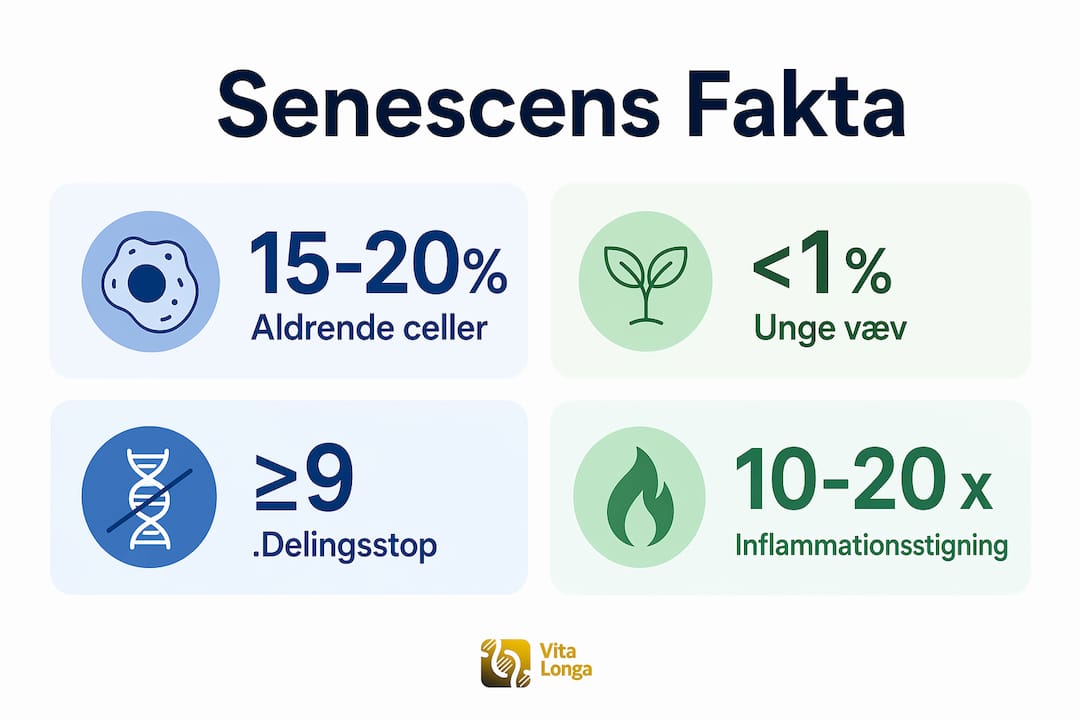 Grafisk oversigt: Vigtige tal og fakta om cellers aldring og senescens