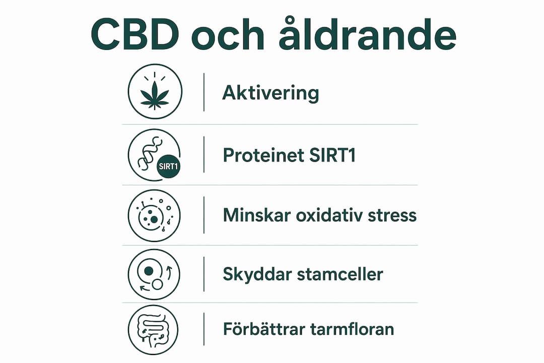 Illustration: Så påverkar CBD kroppens åldrande