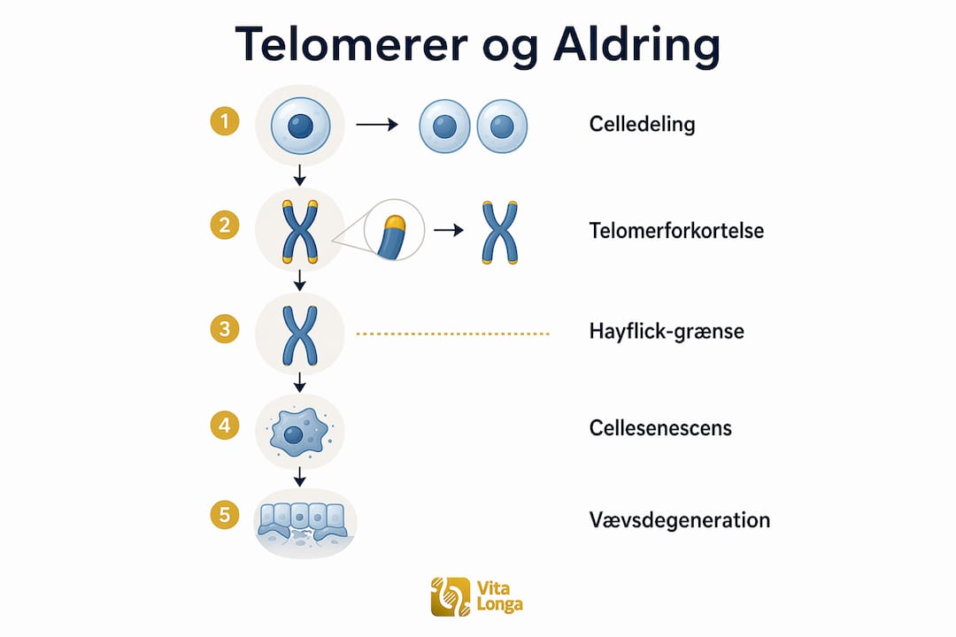 Visuel guide til telomerer og cellers aldring