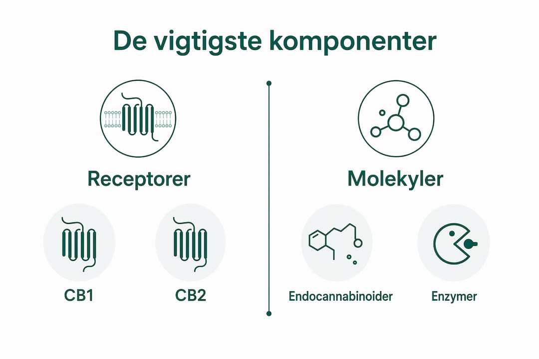 Grafisk oversigt over de vigtigste dele af det endocannabinoide system