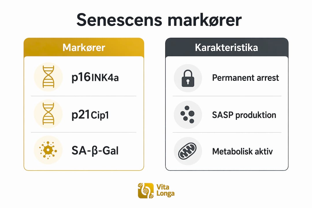 Oversigt: De vigtigste markører og kendetegn ved aldrende celler