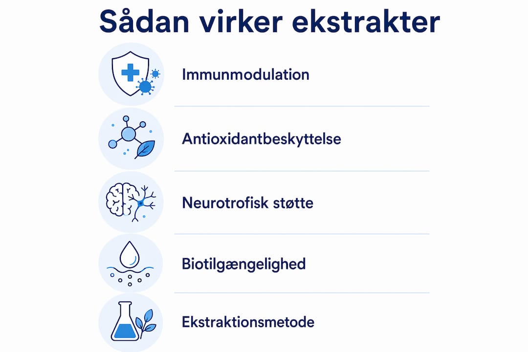 Grafisk oversigt: Sådan virker svampeekstrakter i kroppen