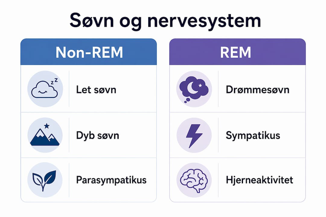 Grafisk oversigt, der viser de forskellige søvnstadier og forklarer, hvordan nervesystemet spiller ind undervejs.