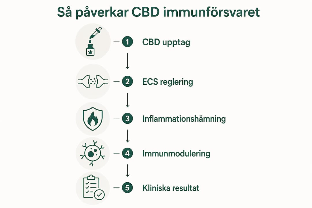 En illustrerad guide som steg för steg visar hur CBD påverkar vårt immunförsvar
