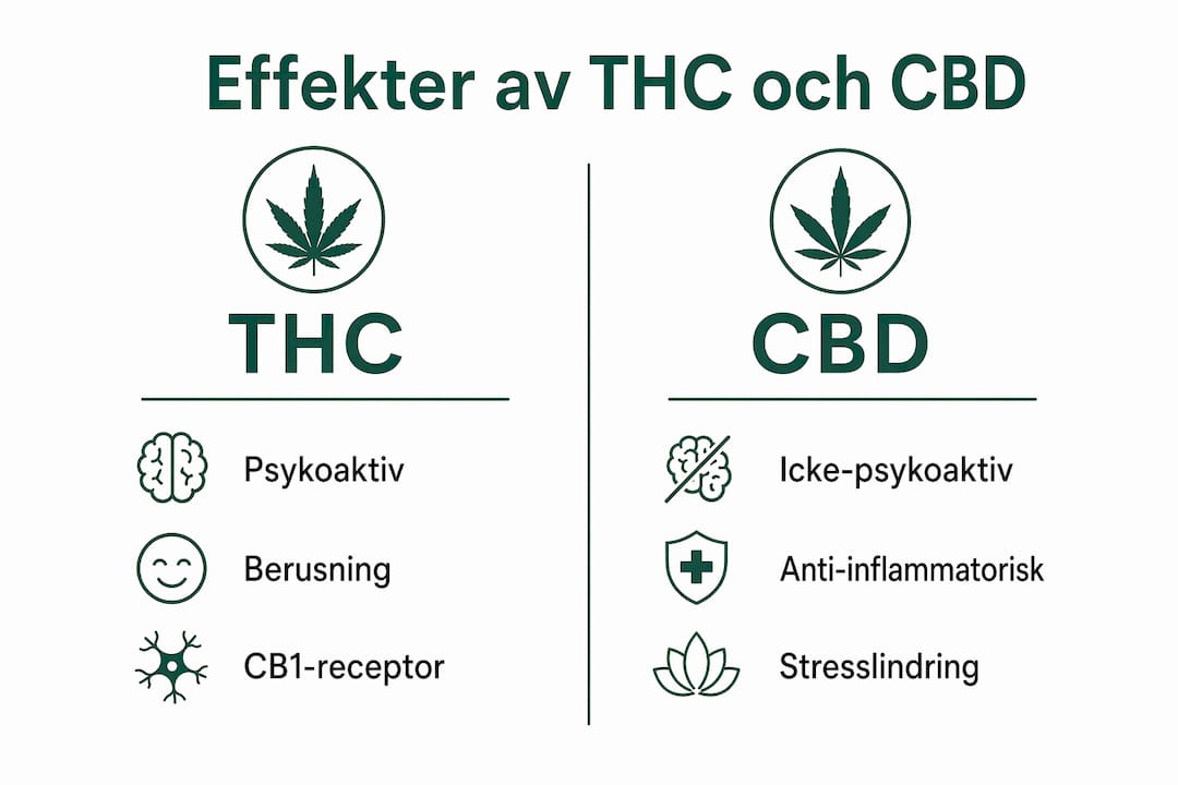 Illustration som visar skillnaderna mellan THC och CBD och hur de påverkar kroppen