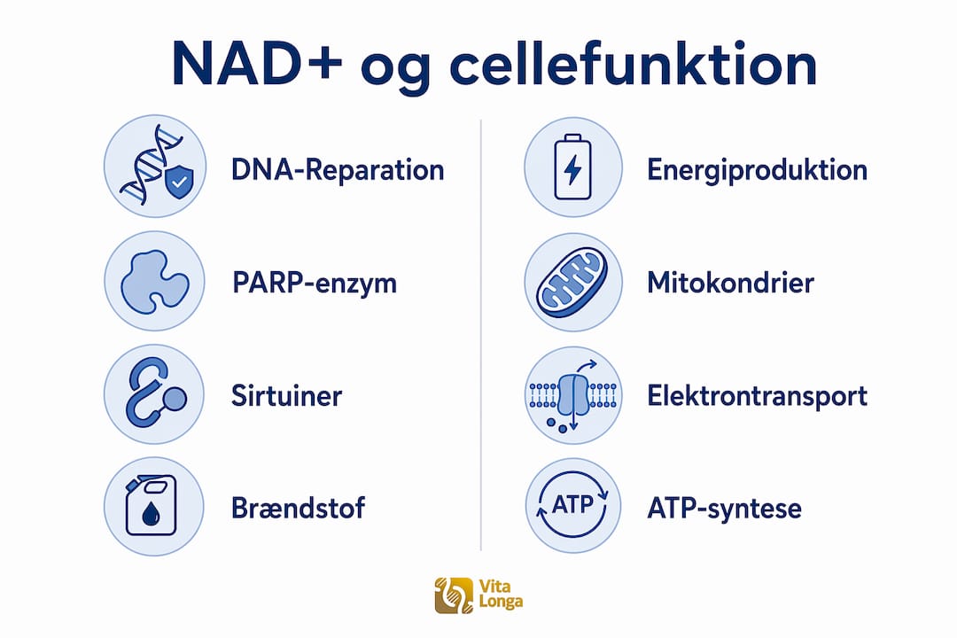Infografik: Sådan bidrager NAD+ til DNA-reparation og kroppens energiproduktion