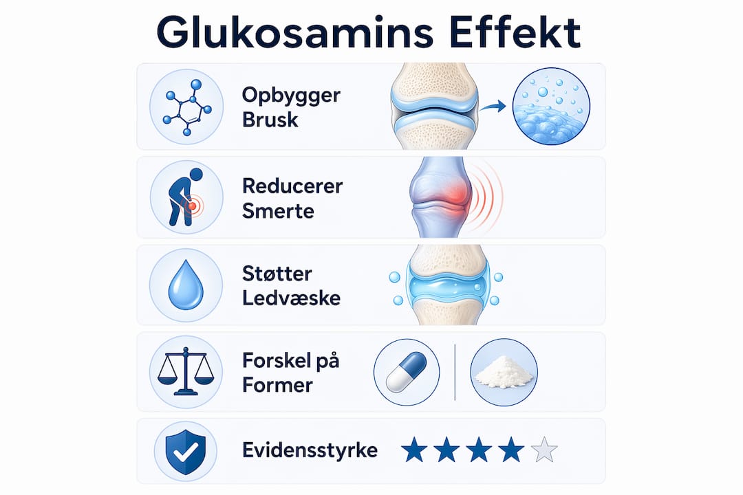 Grafisk oversigt: Sådan virker glukosamin – og hvad siger forskningen?