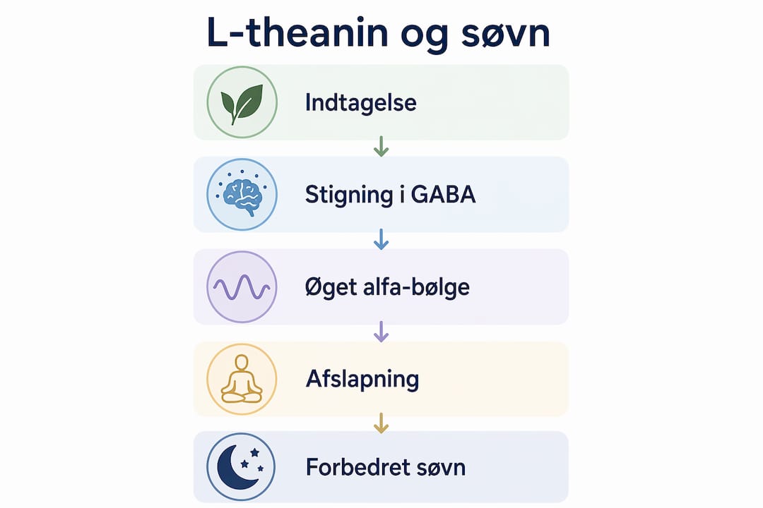 Grafisk oversigt: Sådan hjælper L-theanin dig til en bedre nattesøvn – trin for trin