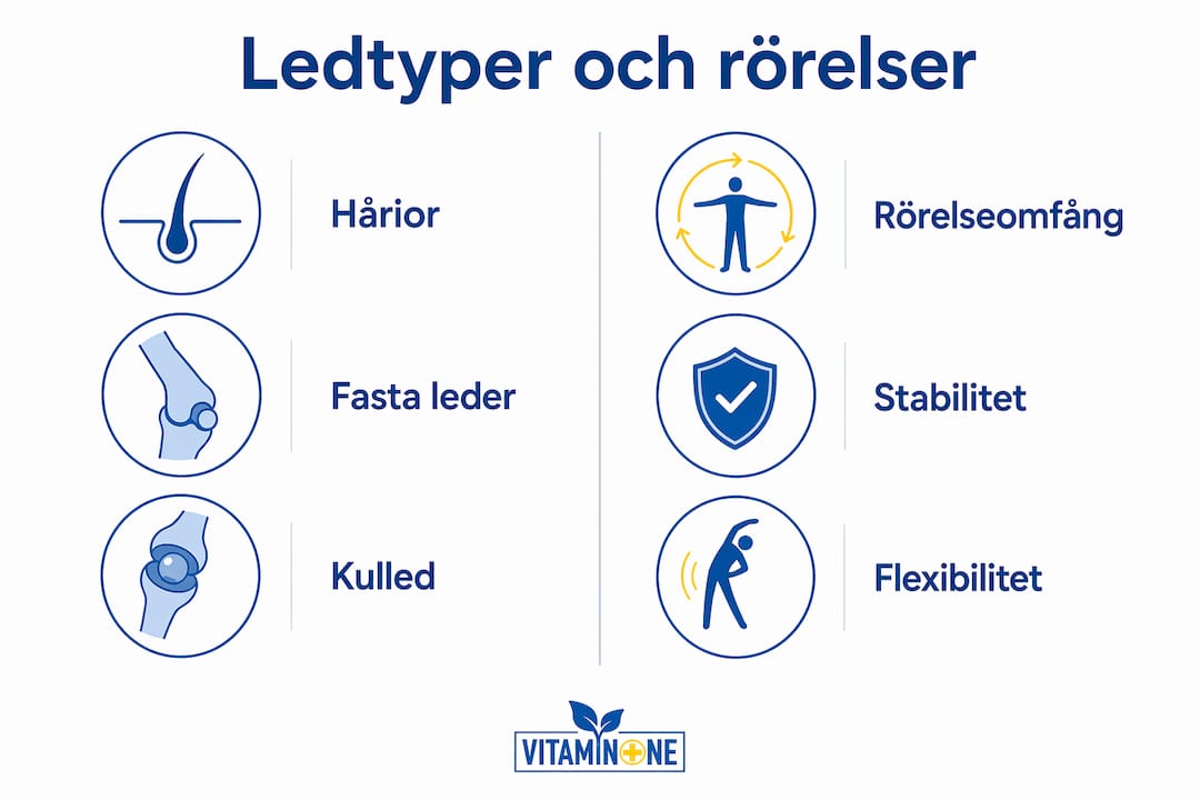 En överskådlig infografik som förklarar olika typer av leder och hur de rör sig
