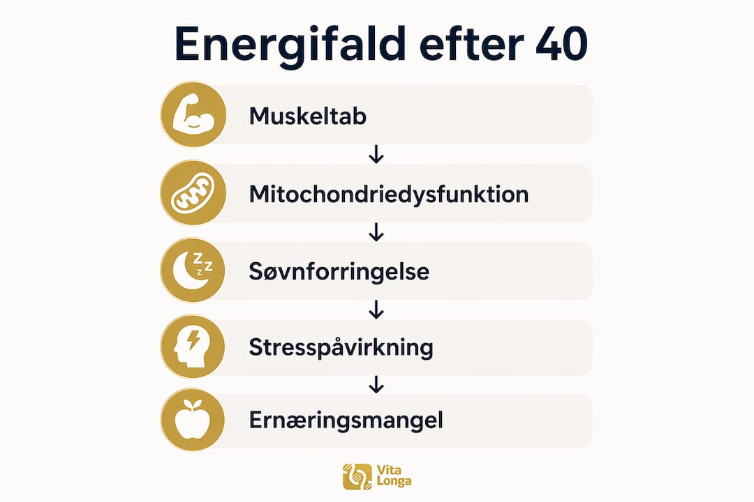 Grafisk oversigt: De vigtigste årsager til faldende energiniveau med alderen