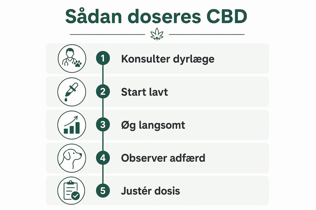Infografik: Sådan finder du den rette CBD-dosering til dit kæledyr – trin for trin