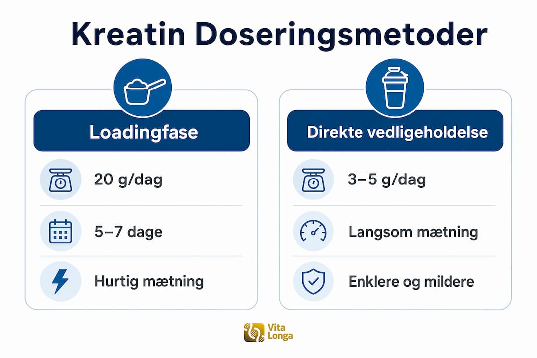 Grafisk oversigt: Sådan adskiller indfasning og vedligeholdelse af kreatin sig