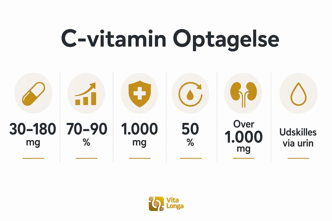 Grafisk oversigt over, hvor meget C-vitamin kroppen optager, og hvornår den når sit maksimale optag.