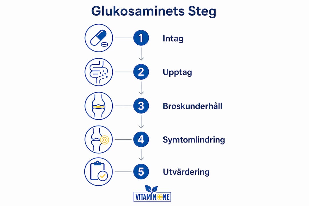 Grafisk översikt: Så främjar glukosamin dina leder steg för steg