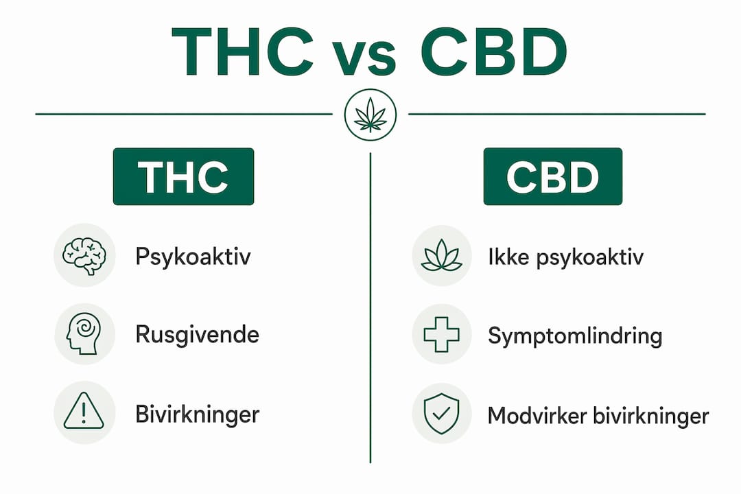 Infografik: Forskelle og ligheder mellem THC og CBD