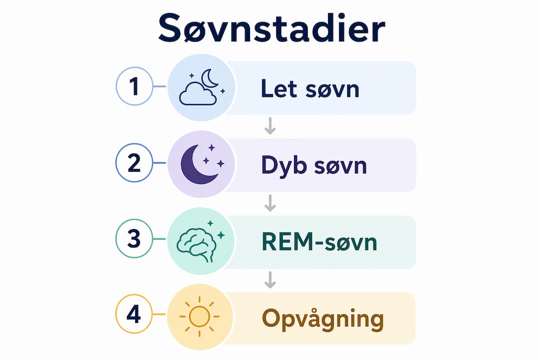Grafik, der giver et visuelt overblik over søvnens forskellige faser